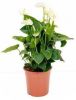 Plantenwinkel.nl Anthurium andreanum sumi kamerplant online kopen