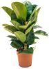 Plantenwinkel.nl Ficus robusta M kamerplant online kopen